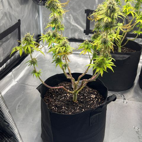 Haze Berry Automaic 10 Liter BioBizz growlog timeline photo