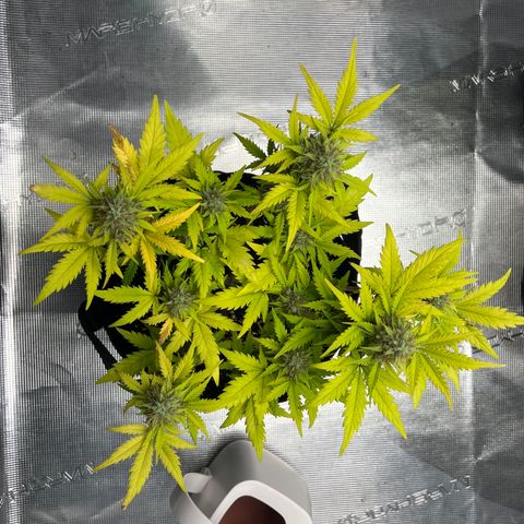 Wedding Cake Auto 10 Liter BioBizz  growlog timeline photo