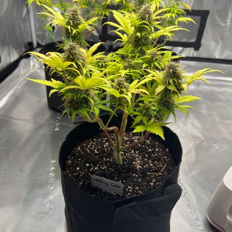 Wedding Cake Auto 10 Liter BioBizz  growlog timeline photo