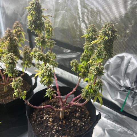 Haze Berry Automaic 10 Liter BioBizz growlog photo: Nicht mehr lange