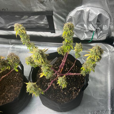 Haze Berry Automaic 10 Liter BioBizz growlog photo: Nicht mehr lange