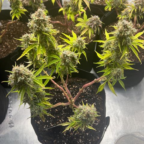 HulkBerry Auto 10 Liter BioBizz growlog photo: Nicht mehr lange