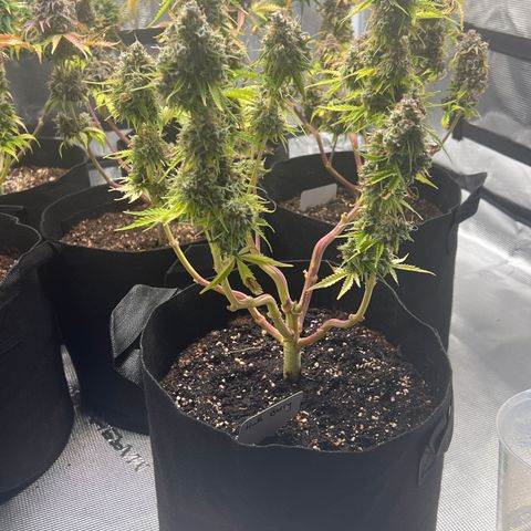 HulkBerry Auto 10 Liter BioBizz growlog photo: Nicht mehr lange