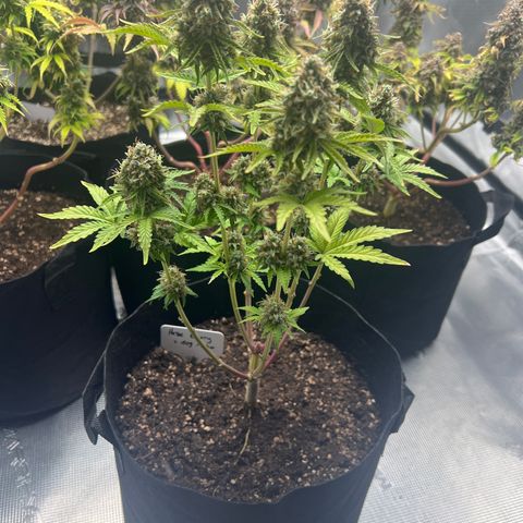 Haze Berry 2 & Myko - 10Liter BioBizz growlog photo: Nicht mehr lange 