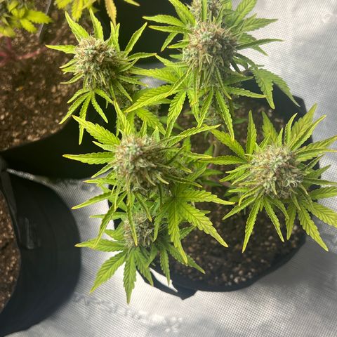 Haze Berry 2 & Myko - 10Liter BioBizz growlog photo: Nicht mehr lange 
