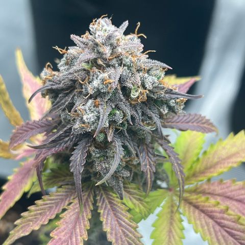 Hulk Berry 2 & Myko 10Liter BioBizz  growlog photo: Fertig