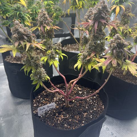 Hulk Berry 2 & Myko 10Liter BioBizz  growlog photo: Fertig
