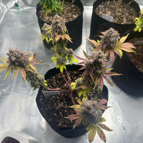 Hulk Berry 2 & Myko 10Liter BioBizz  growlog photo: Fertig