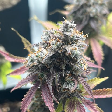 Hulk Berry 2 & Myko 10Liter BioBizz  growlog photo: Fertig