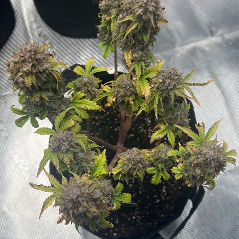 Wedding Cake Auto 10 Liter BioBizz  growlog photo: Fertig 