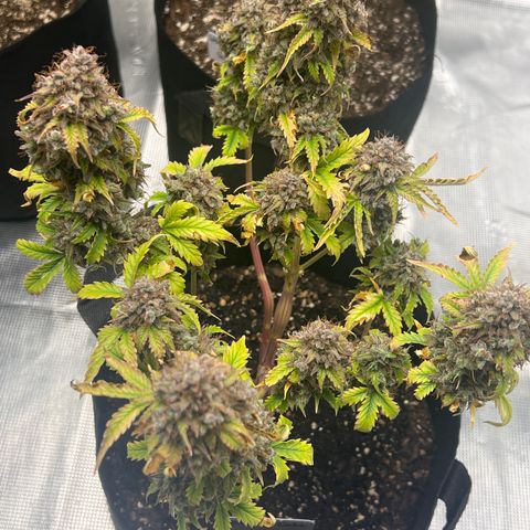 Wedding Cake Auto 10 Liter BioBizz  growlog photo: Fertig 