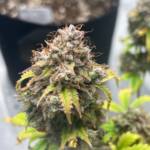 Wedding Cake Auto 10 Liter BioBizz  growlog photo: Fertig 