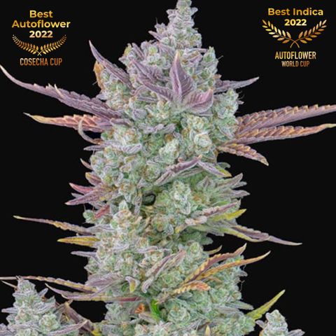 Gorilla cookies growlog in Patio