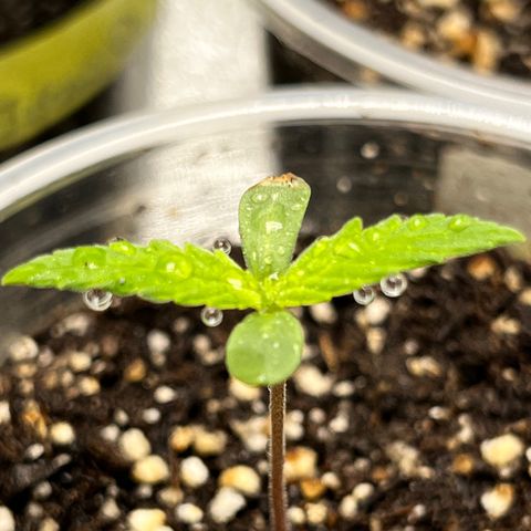 FruitSpirit growlog timeline photo
