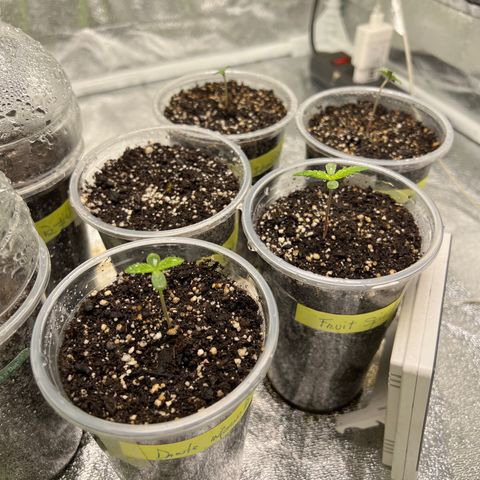  Tiki Madman – Dante’s Inferno (Oreoz x Devil Driver)#1 growlog timeline photo