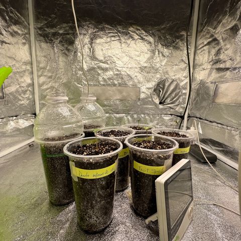  Tiki Madman – Dante’s Inferno (Oreoz x Devil Driver)#1 growlog timeline photo