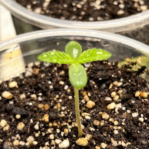  Tiki Madman – Dante’s Inferno (Oreoz x Devil Driver)#1 growlog timeline photo