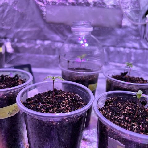  Tiki Madman – Dante’s Inferno (Oreoz x Devil Driver)#1 growlog timeline photo