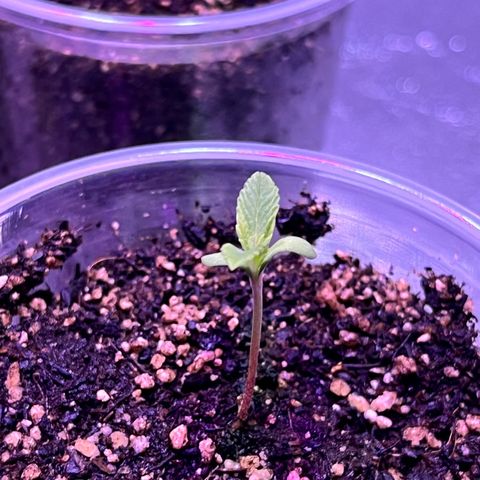  Tiki Madman – Dante’s Inferno (Oreoz x Devil Driver)#1 growlog timeline photo
