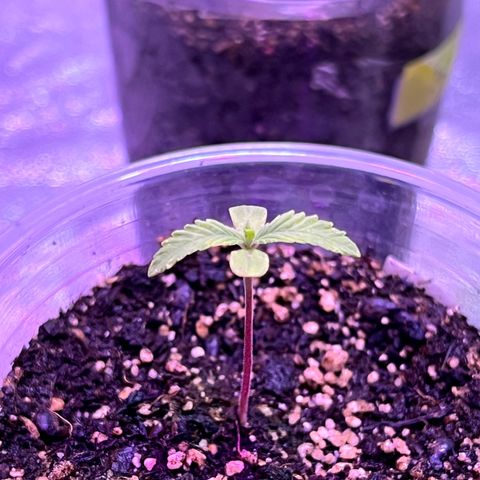  Tiki Madman – Dante’s Inferno (Oreoz x Devil Driver)#1 growlog timeline photo
