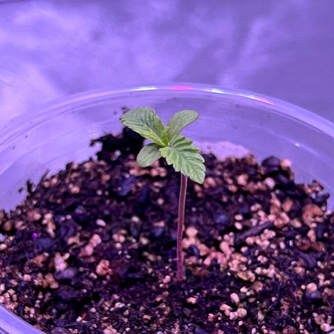  Tiki Madman – Dante’s Inferno (Oreoz x Devil Driver)#1 growlog timeline photo