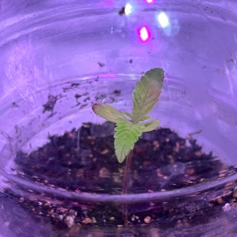 FruitSpirit growlog timeline photo