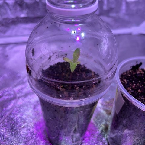 FruitSpirit growlog timeline photo