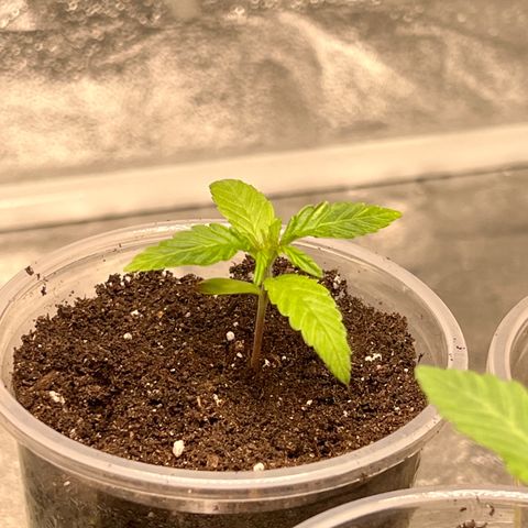 FruitSpirit growlog timeline photo