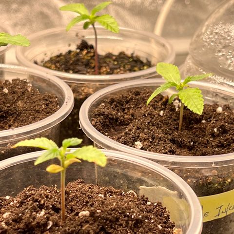  Tiki Madman – Dante’s Inferno (Oreoz x Devil Driver)#1 growlog timeline photo