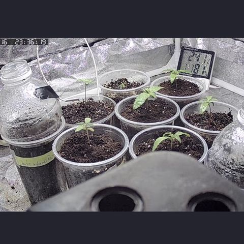  Tiki Madman – Dante’s Inferno (Oreoz x Devil Driver)#1 growlog timeline photo