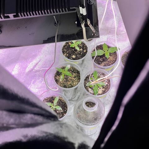 AK420 #1 growlog timeline photo