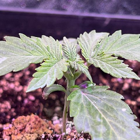 AK420 #1 growlog timeline photo