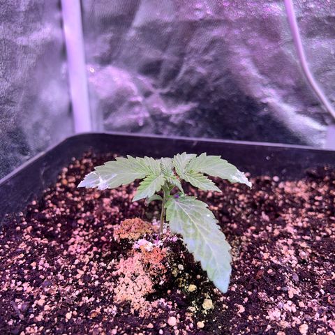 AK420 #1 growlog timeline photo