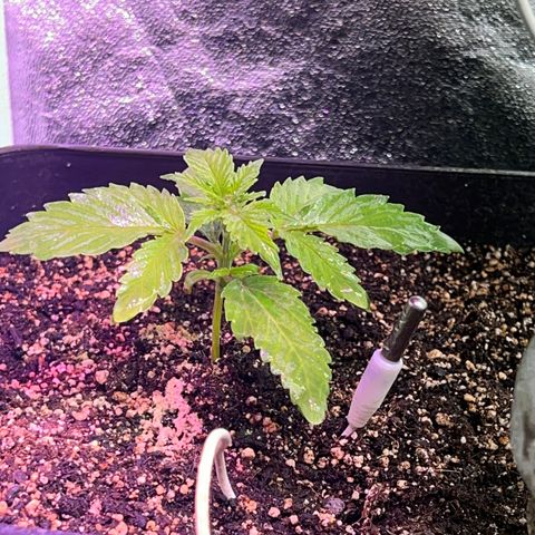 AK420 #1 growlog timeline photo