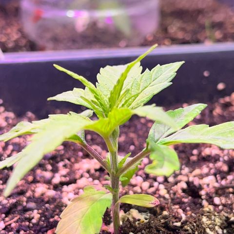 FruitSpirit growlog timeline photo