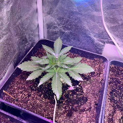 AK420 #1 growlog timeline photo