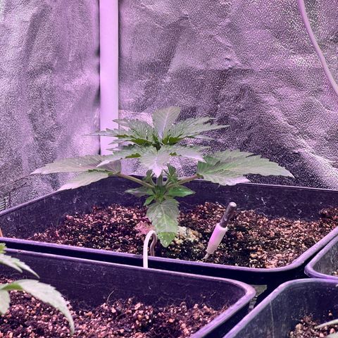 AK420 #1 growlog timeline photo