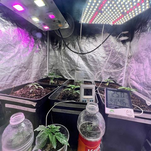 AK420 #1 growlog timeline photo