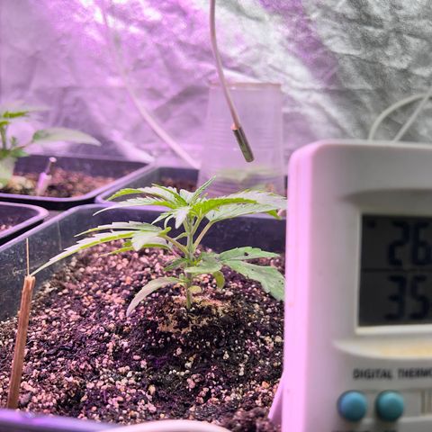 FruitSpirit growlog timeline photo