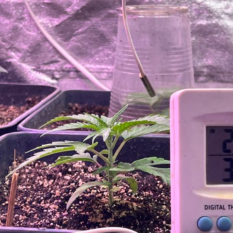FruitSpirit growlog timeline photo