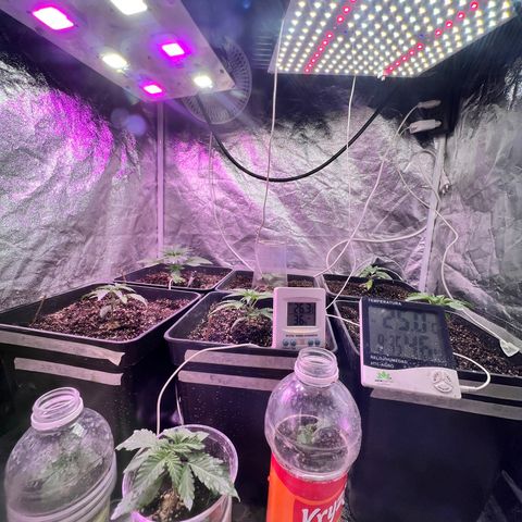 FruitSpirit growlog timeline photo