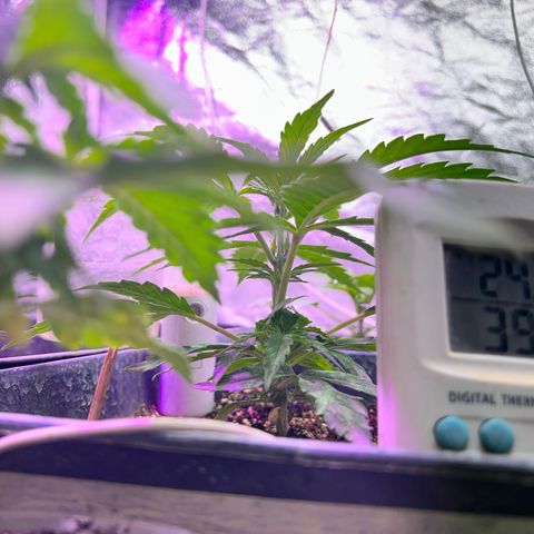 FruitSpirit growlog timeline photo