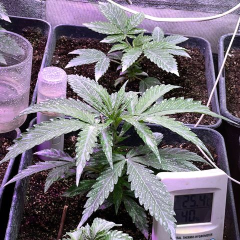 FruitSpirit growlog timeline photo