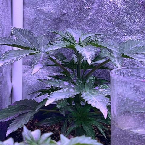 AK420 #1 growlog timeline photo