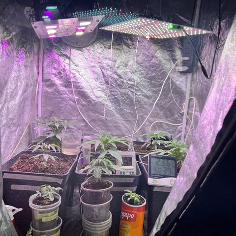 AK420 #1 growlog timeline photo
