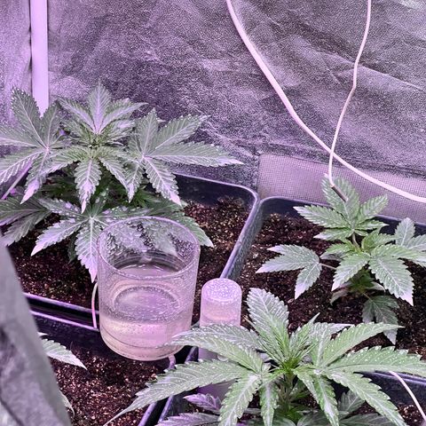 AK420 #1 growlog timeline photo