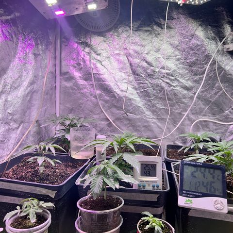  Tiki Madman – Dante’s Inferno (Oreoz x Devil Driver)#1 growlog timeline photo