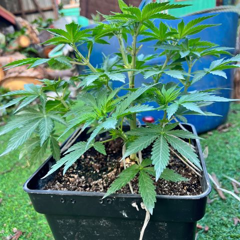 AK420 #1 growlog timeline photo