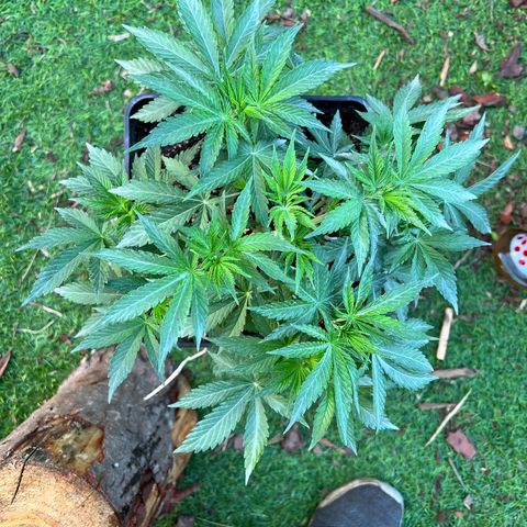 AK420 #1 growlog timeline photo