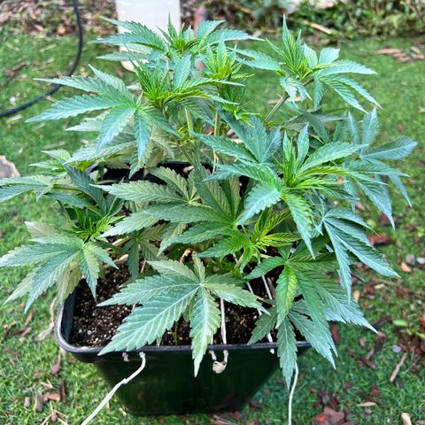 AK420 #1 growlog timeline photo